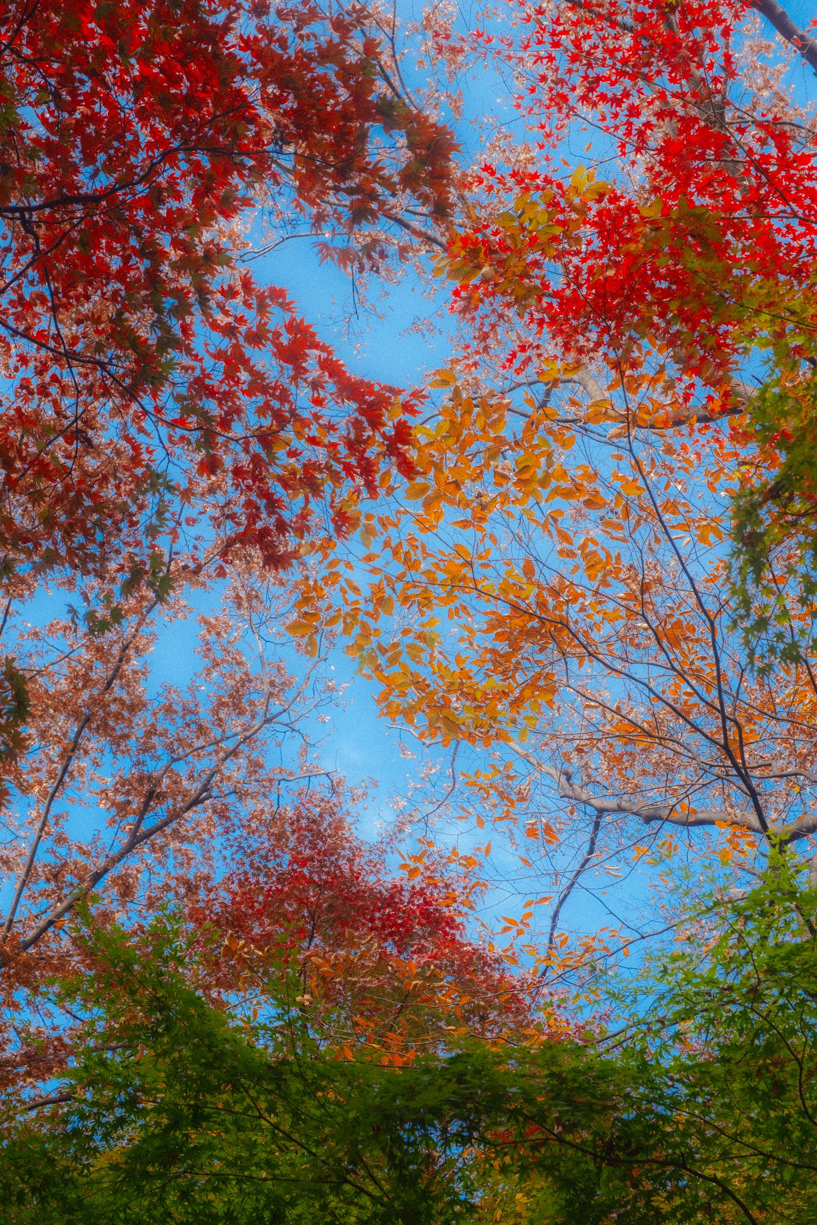 어제 담아온 가을 🍂 | 인스티즈