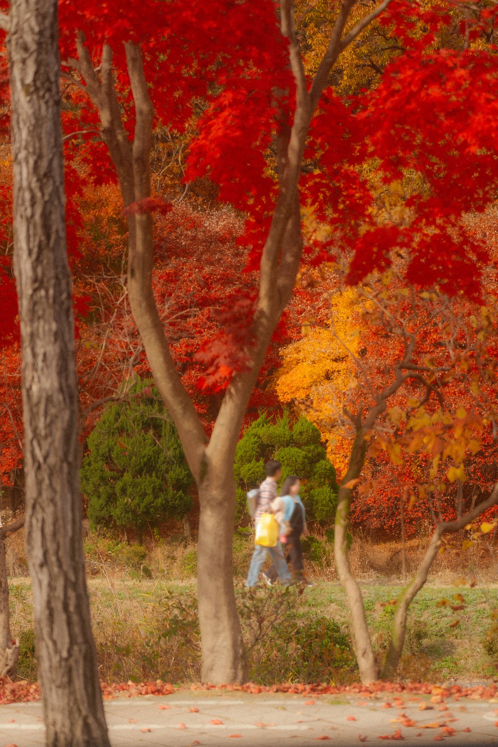 어제 담아온 가을 🍂 | 인스티즈