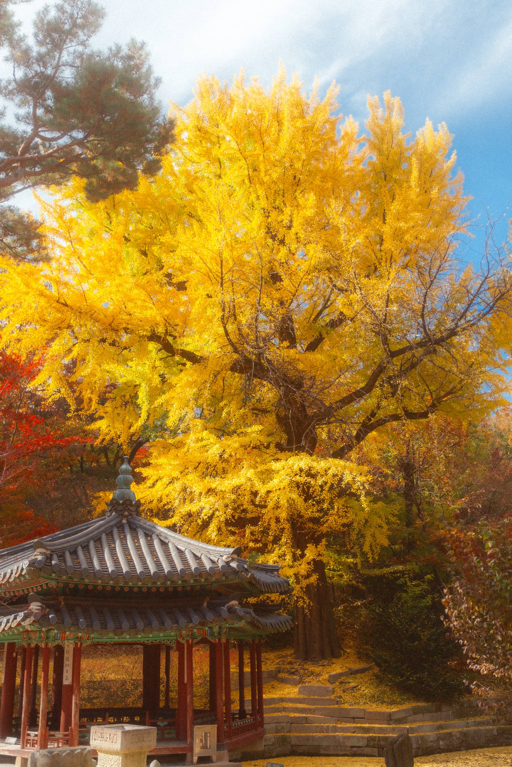 어제 담아온 가을 🍂 | 인스티즈