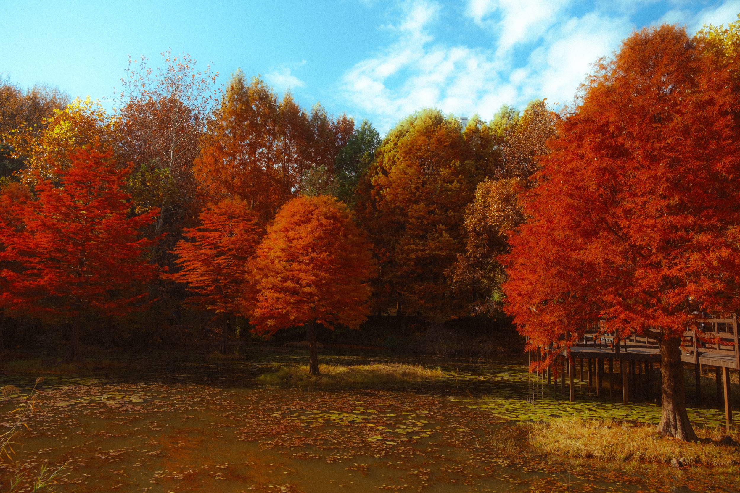 어제 담아온 가을 🍂 | 인스티즈