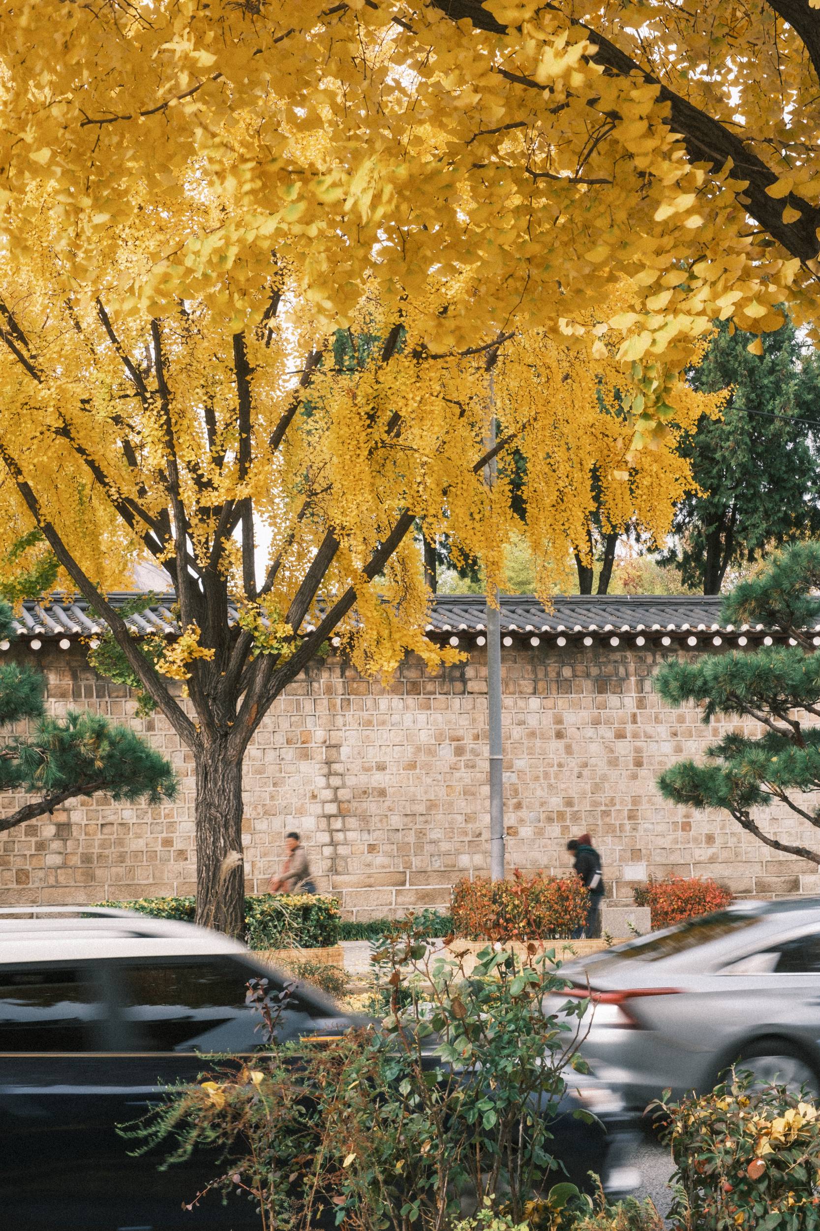 어제 담아온 가을 🍂 | 인스티즈