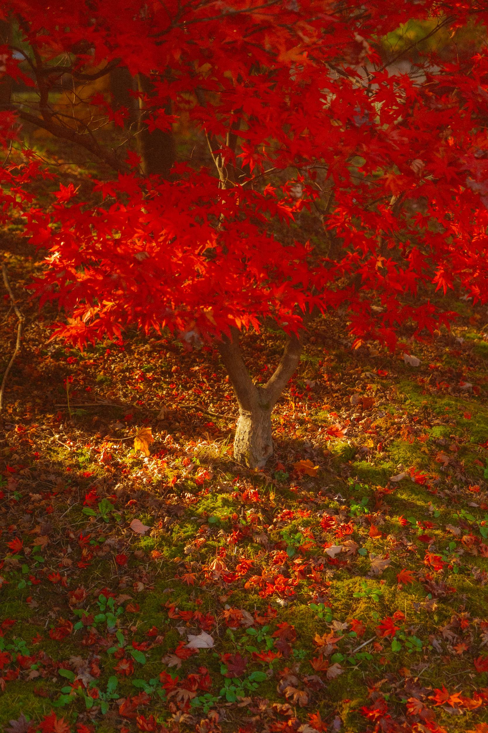 어제 담아온 가을 🍂 | 인스티즈