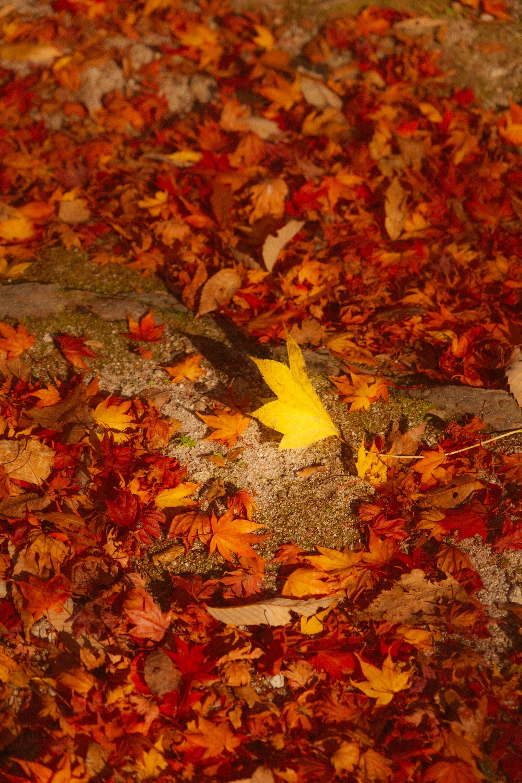 어제 담아온 가을 🍂 | 인스티즈