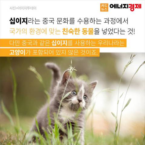 왜 12간지에는 고양이띠가 없을까? | 인스티즈