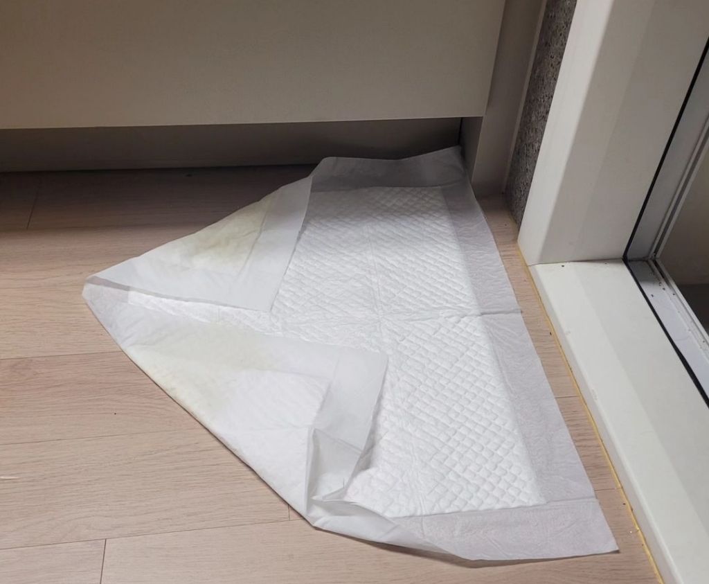 노견강쥐 쉬싸고 알아서 패드 접고 개고 | 인스티즈