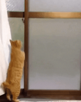 문의 구조를 이해하는 천재 고영이.cat | 인스티즈