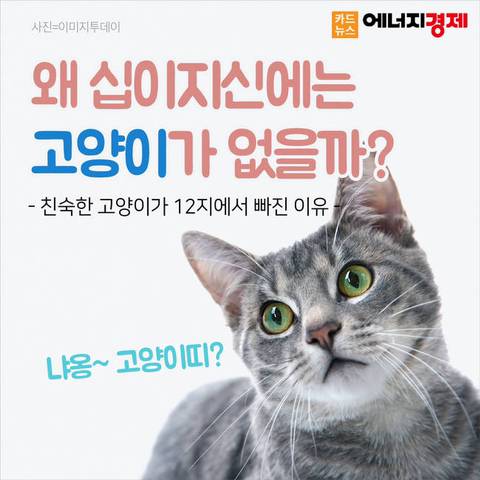 왜 12간지에는 고양이띠가 없을까? | 인스티즈