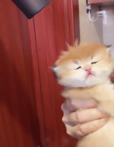 대충 살자, 집사에게 붙잡혀 드라이 당하는 아기고영처럼.gif | 인스티즈
