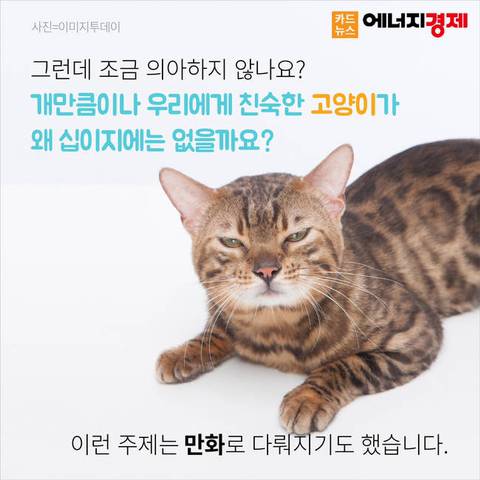 왜 12간지에는 고양이띠가 없을까? | 인스티즈