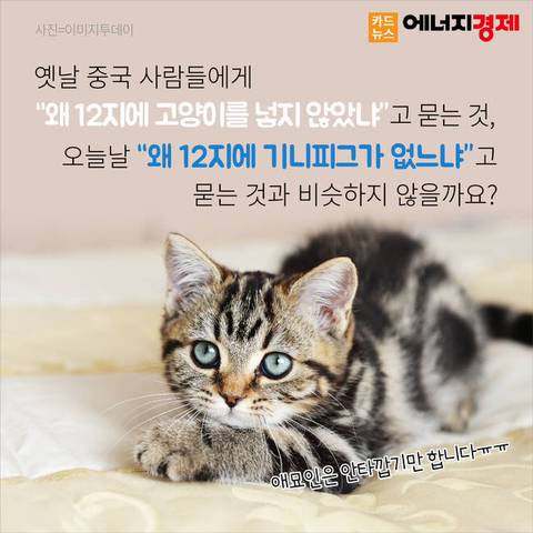 왜 12간지에는 고양이띠가 없을까? | 인스티즈