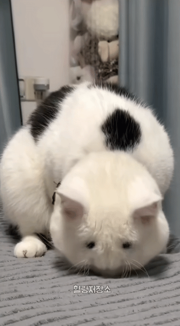 친구네 고양이 눈이 이상하다 싶었는데 | 인스티즈