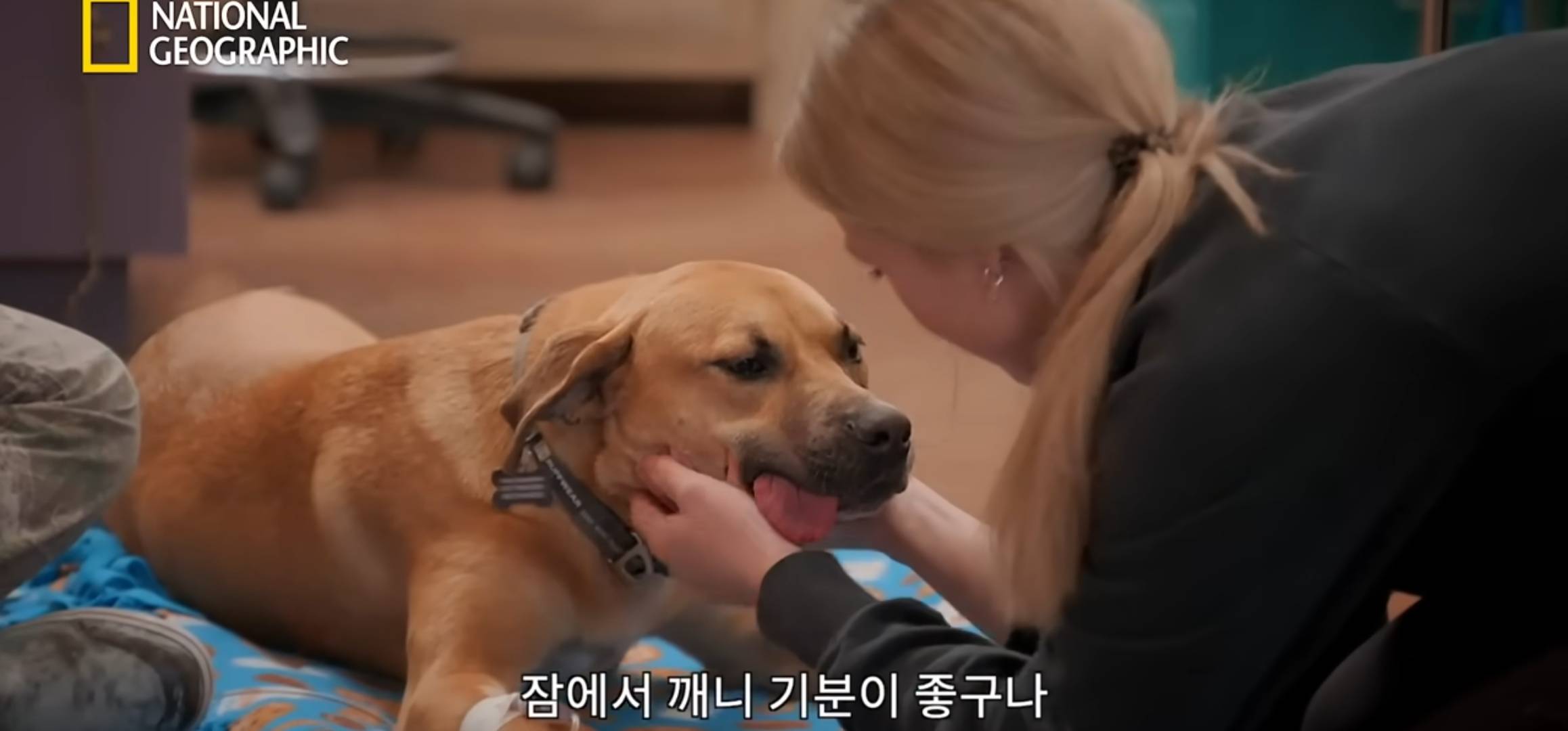 용맹하게 호저와 싸우다가 얼굴 가득 호저 가시가 박혀 온 강아지 | 인스티즈