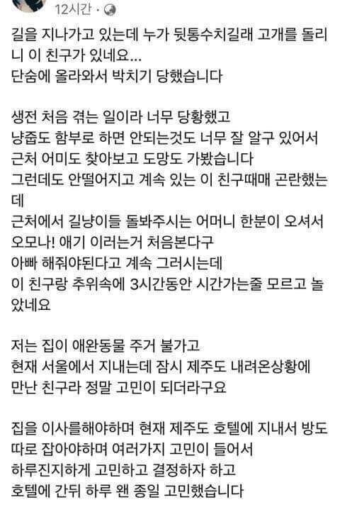 모르는 고양이한테 박치기 당한 사람.jpg | 인스티즈