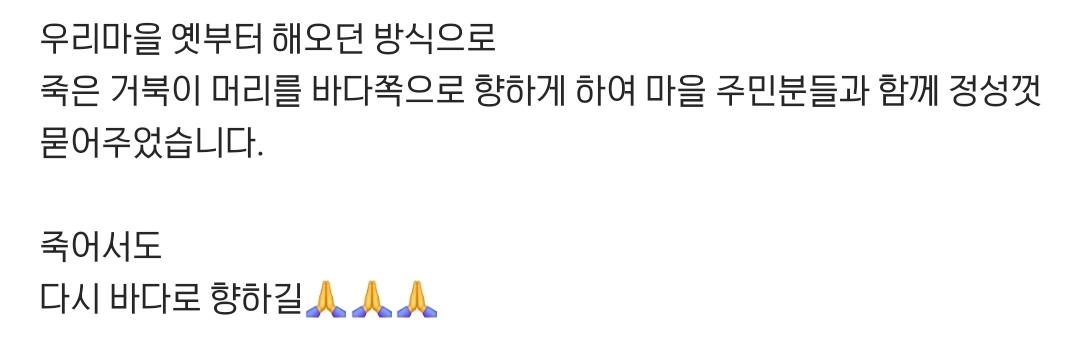 포항 방석리 앞바다에서 바다거북 한마리가 죽은채 발견되었습니다 | 인스티즈