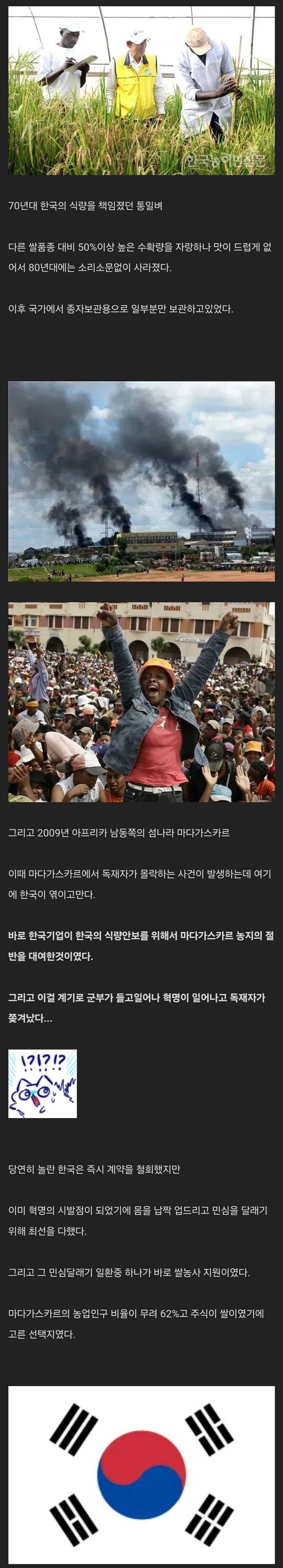 우여곡절 통일벼의 아프리카 정착기 | 인스티즈