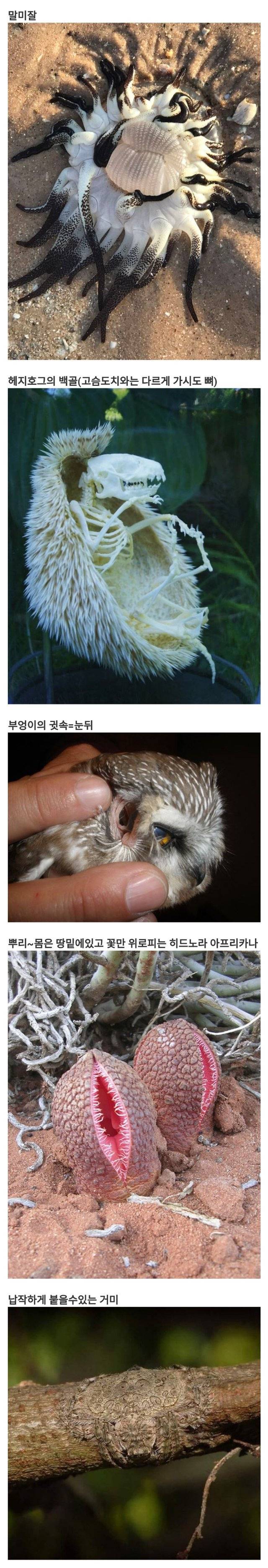 징그러우면서 신기한 자연 | 인스티즈