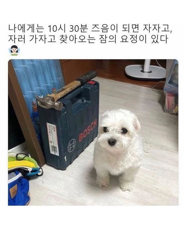 나에게는 10시 30분 쯤에 찾아오는 잠의 요정이 있다 | 인스티즈