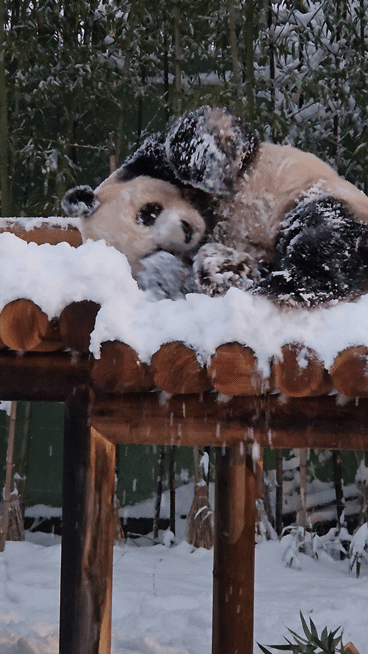 눈와서 신난 러바오🐼 그리고 팬미팅.gif | 인스티즈