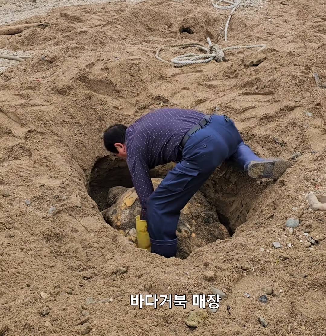 포항 방석리 앞바다에서 바다거북 한마리가 죽은채 발견되었습니다 | 인스티즈