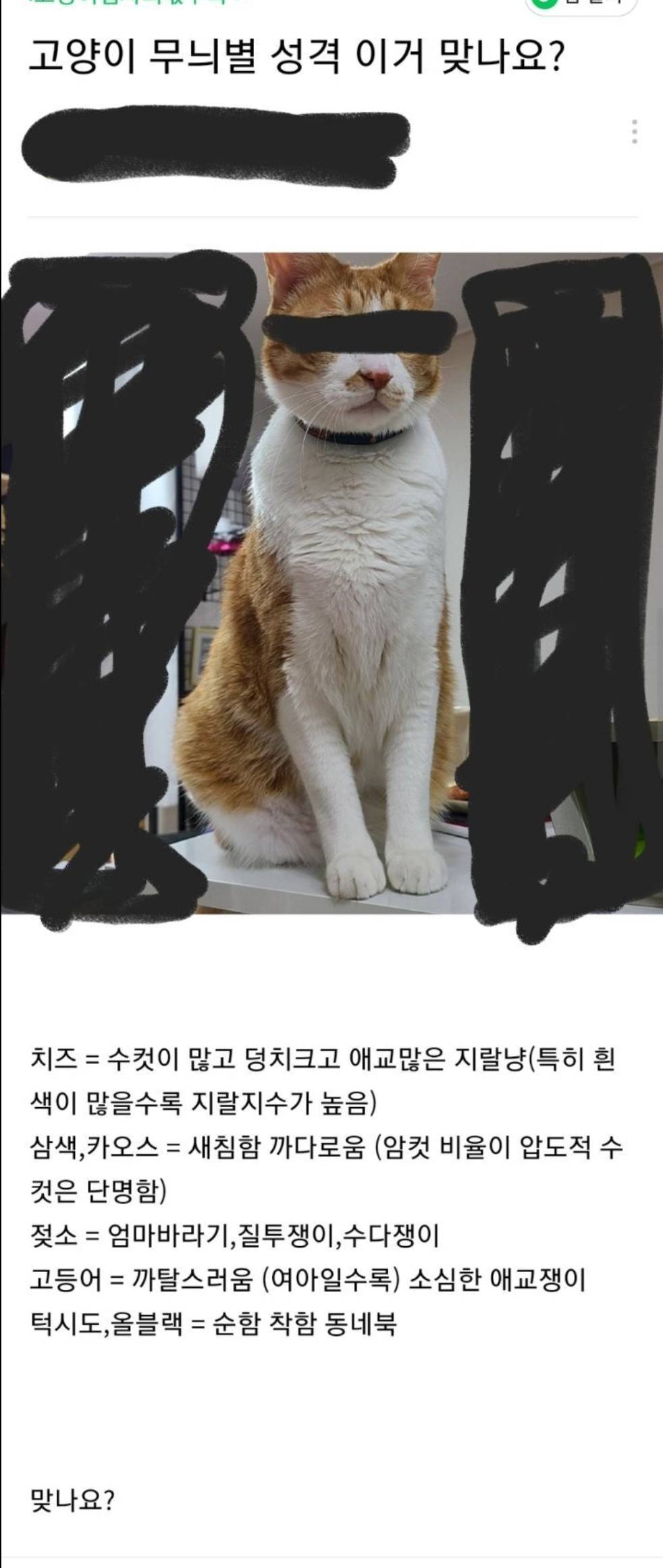 고양이 무늬별 성격 | 인스티즈