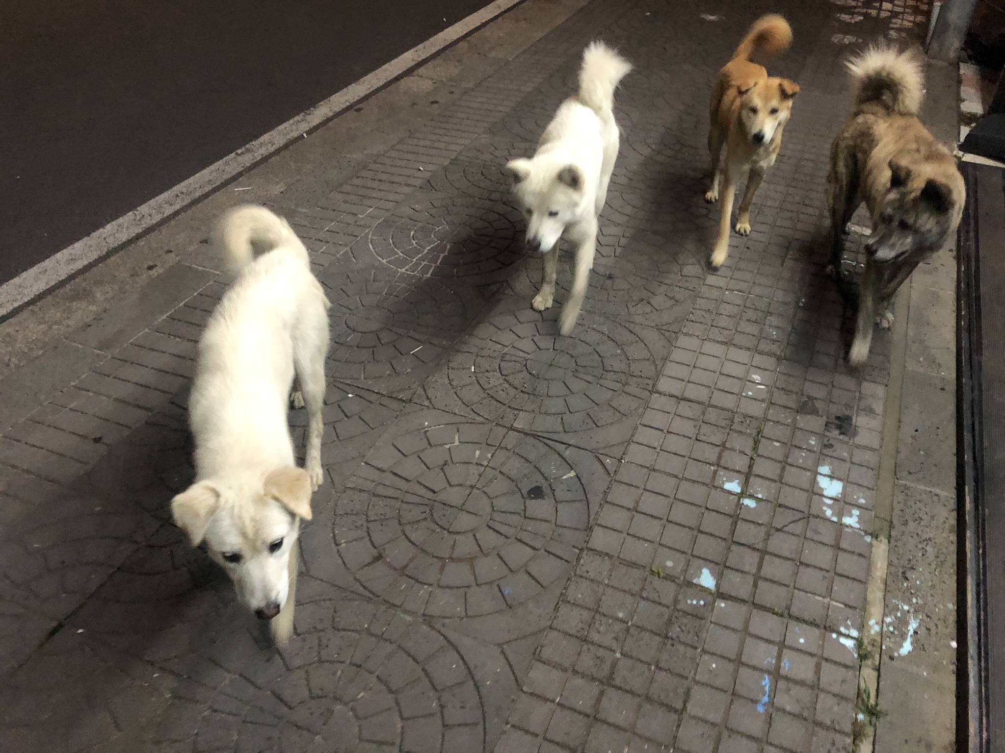 이십대 중반 제주도 성산에서 만난 강아지들 | 인스티즈