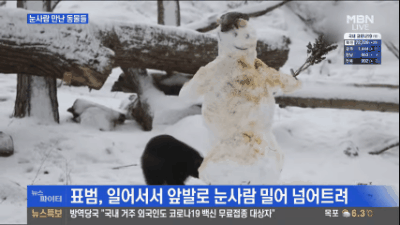 눈사람을 만난 동물들.gif | 인스티즈
