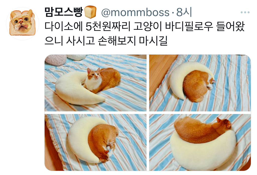 다이소에 5천원짜리 고양이 바디필로우 들어왔으니 사시고 손해보지 마시길 | 인스티즈