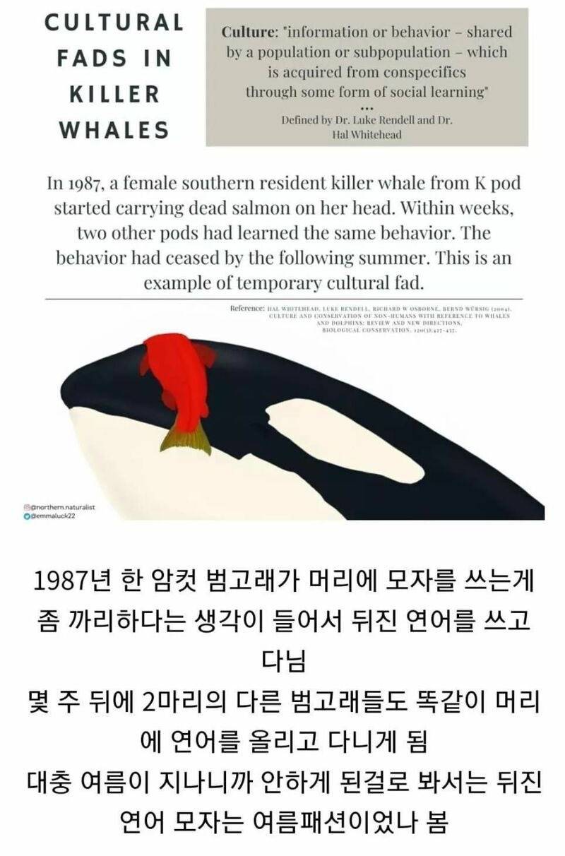 여러분 여러분 37년전에 1년간 범고래들 사이에 유행했던 연어를 모자처럼 쓰기가 다시 시작됐다는 소식 | 인스티즈