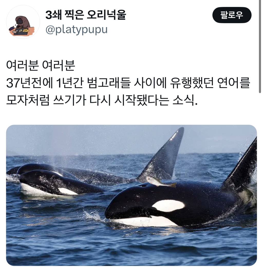 여러분 여러분 37년전에 1년간 범고래들 사이에 유행했던 연어를 모자처럼 쓰기가 다시 시작됐다는 소식 | 인스티즈