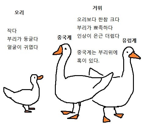 거위와 오리 구분법 | 인스티즈