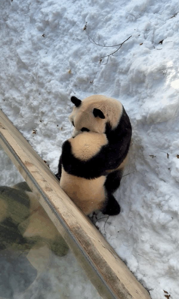 오늘자 용인소싸움의 주인공🐼 아이바오❤️루이바오 | 인스티즈