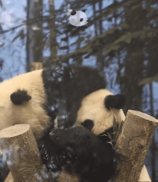 후이때문에 대나무도 놓치고 만신창이 된 루이바오🐼.gif | 인스티즈