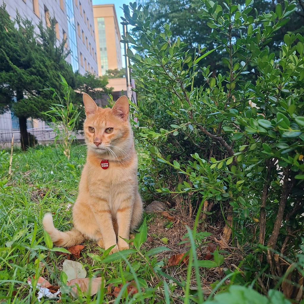 와 우리학교에서 키우는 길냥이 겨울된다고 후덕해졌어…..진짜 뚱냥이됐음ㅋㅋㅋㅋㅋㅋㅋㅋㅋㅋㅋ | 인스티즈