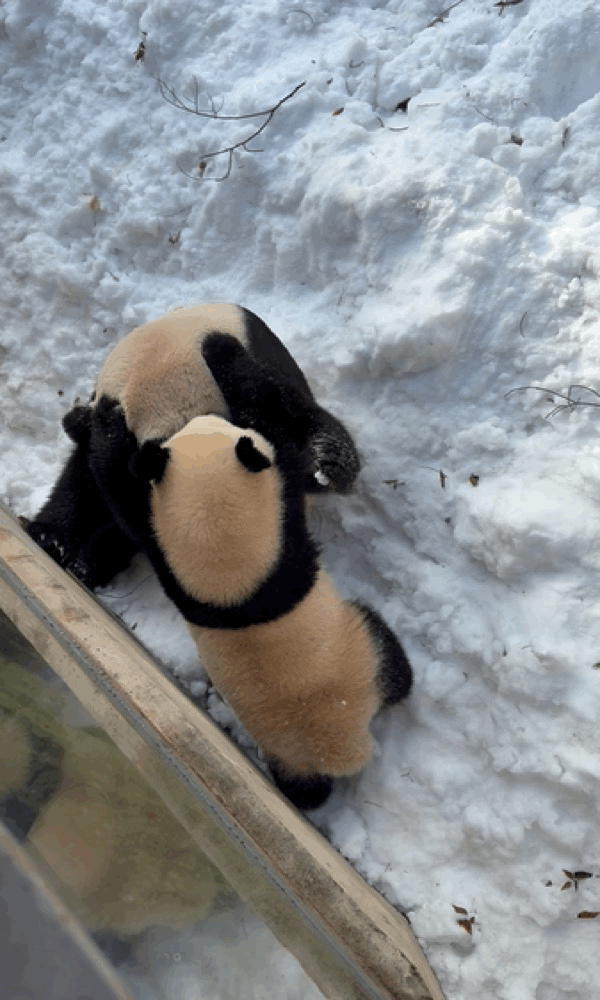 오늘자 용인소싸움의 주인공🐼 아이바오❤️루이바오 | 인스티즈