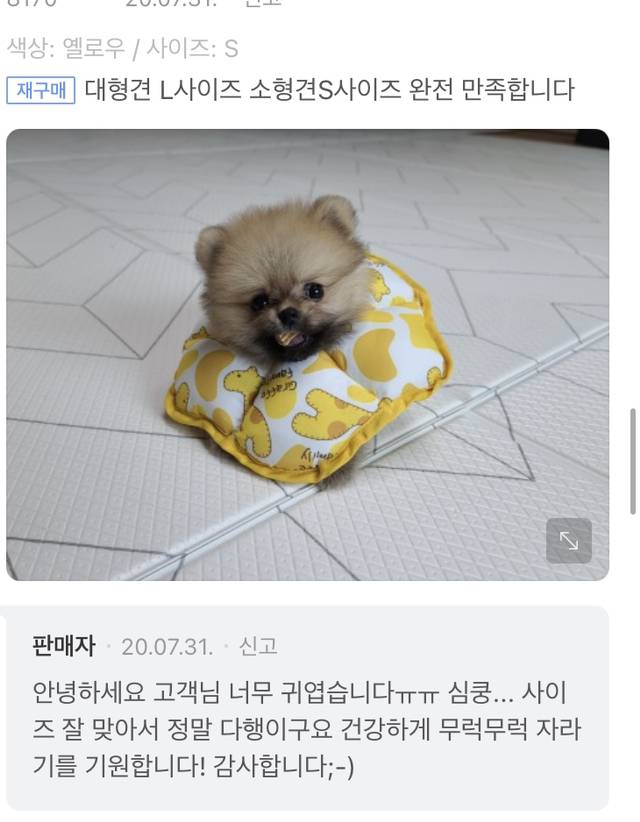 너무 귀여운 강아지 넥카라 후기 글 | 인스티즈