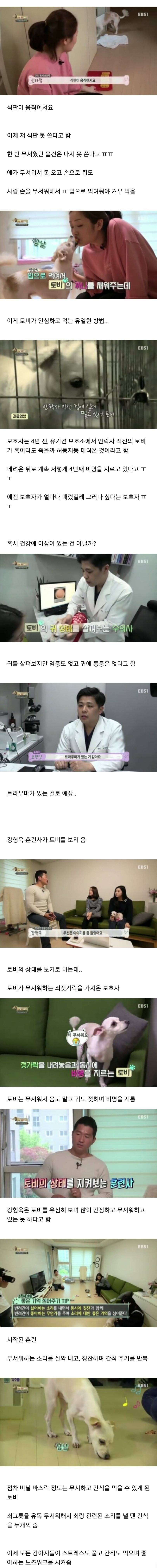 유기견이었던 강아지 토비가 바람만 불어도 비명을 지르는 충격적인 이유.jpg | 인스티즈