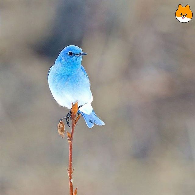보면 소원을 이루어준다는 파랑새.jpg | 인스티즈