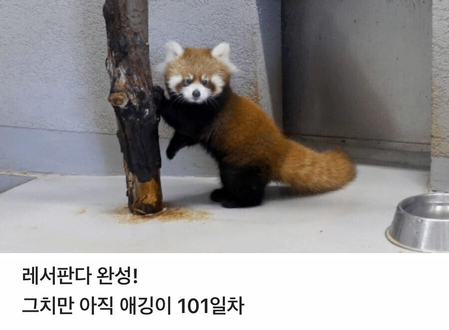 레서판다의 성장 | 인스티즈