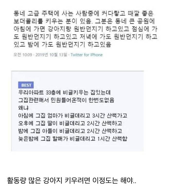 아파트에서 비글 키우는데 민원 안들어오는 이유 | 인스티즈