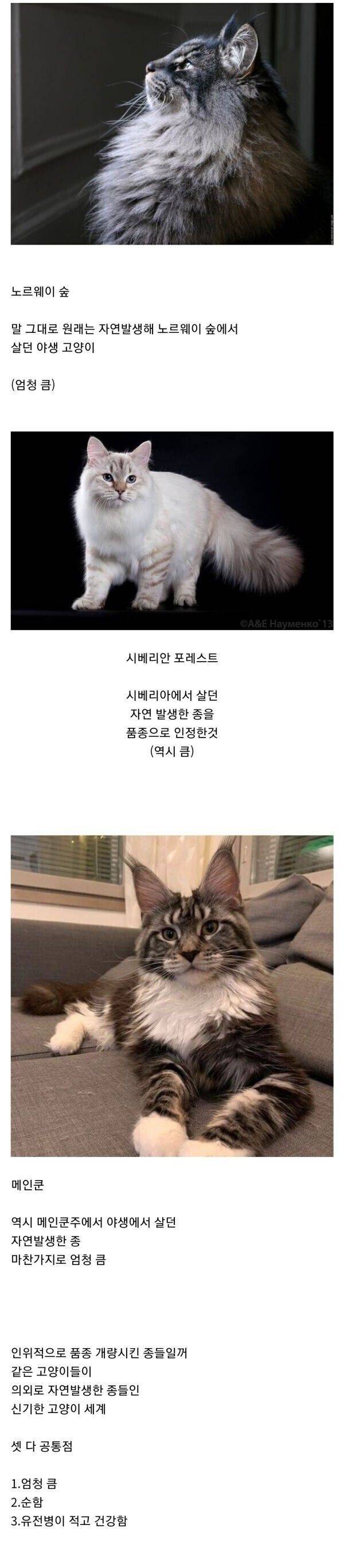 자연발생한 고양이 품종 3가지 | 인스티즈