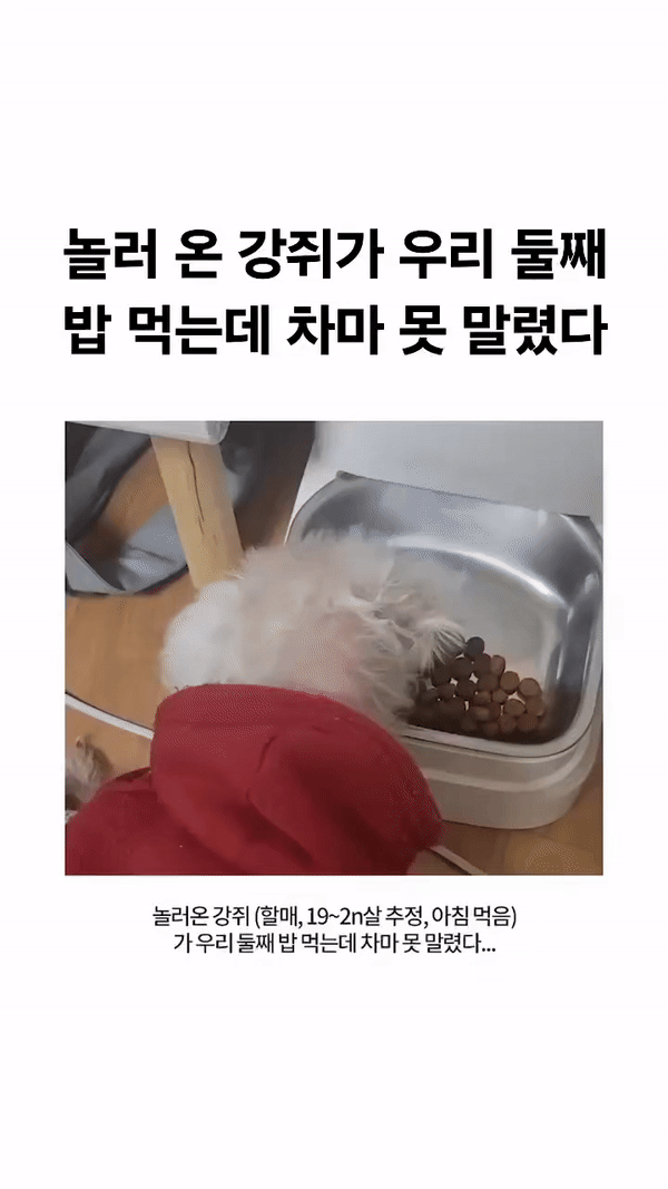 놀러 온 강쥐가 우리 둘째 밥 먹는데 차마 못 말렸다 | 인스티즈