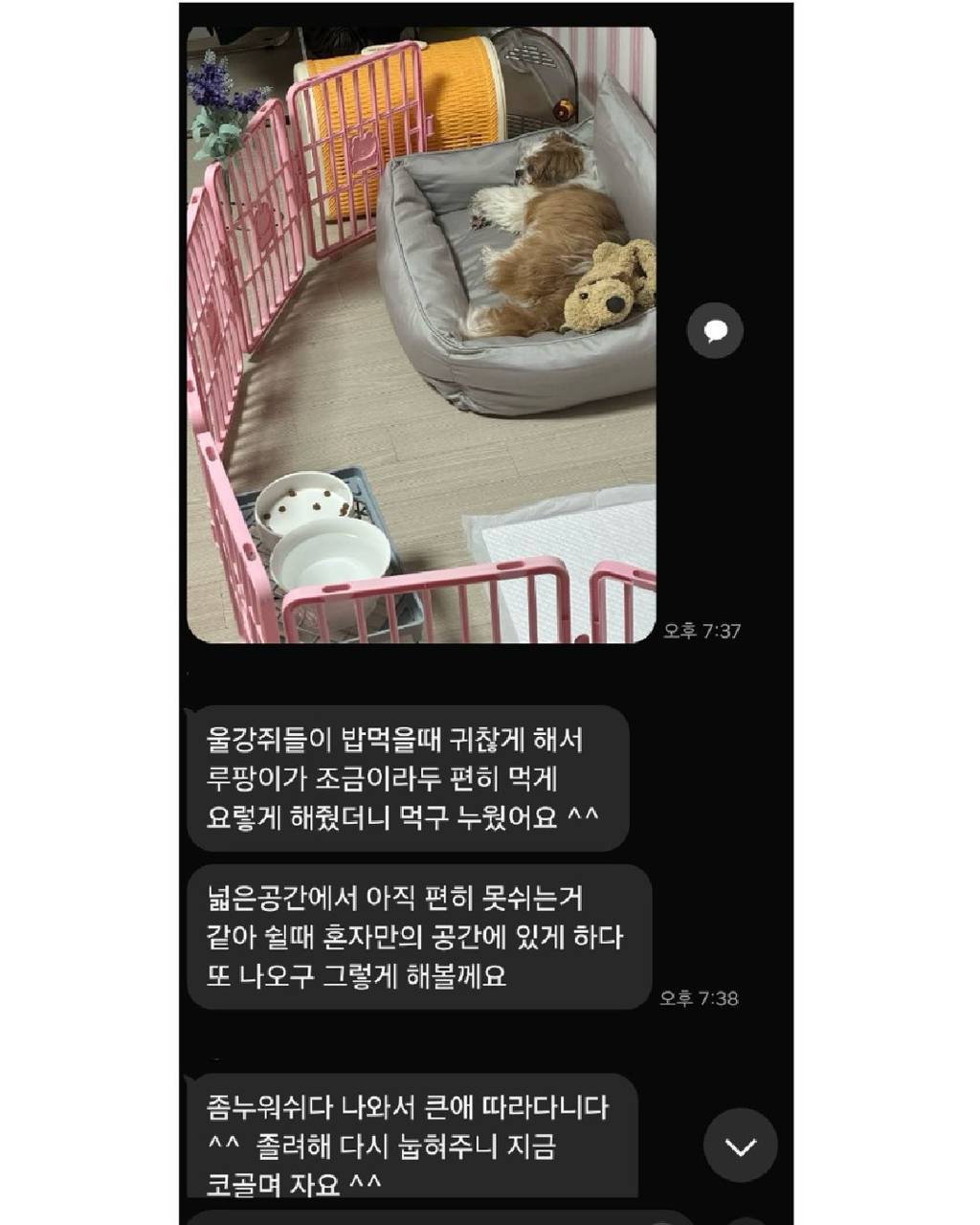 강아지를 이웃집에 맡겼는데 | 인스티즈