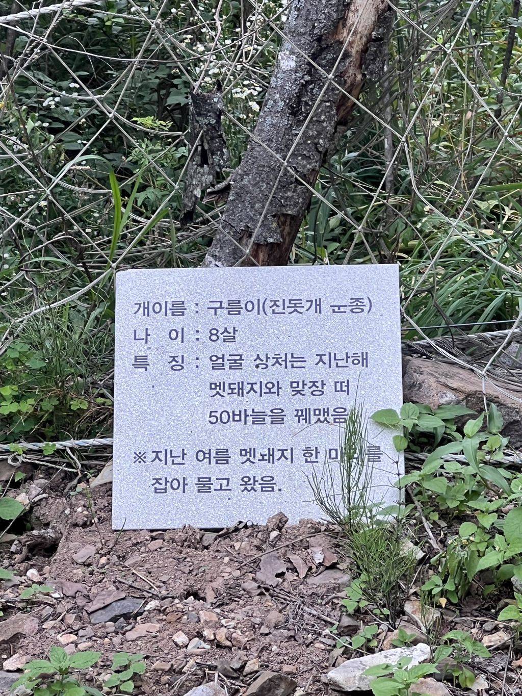 이름값 못한 댕댕이 | 인스티즈
