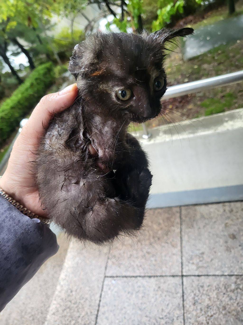 비내리는 도로 위 고양이 구조 전후(임보중) | 인스티즈