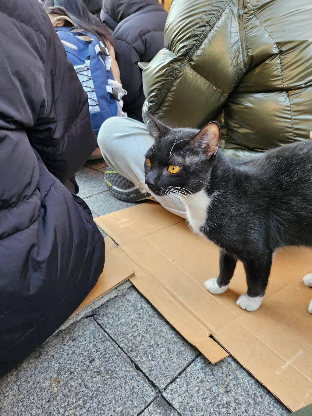 시위하는데 길냥이 왔대 | 인스티즈