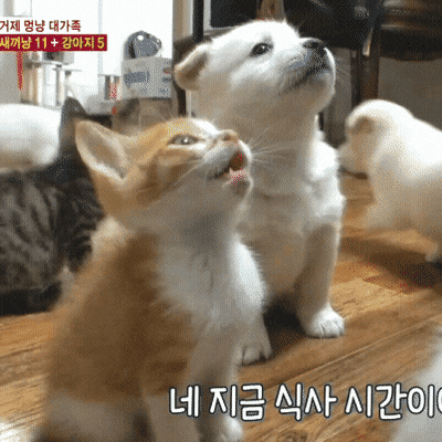 집에 이런애들 있으면 몇번이나 만질건지 말해보는 달글 | 인스티즈