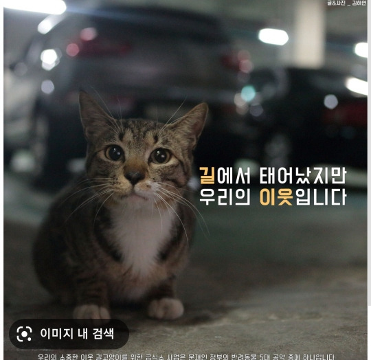 동물학대범을 솜방망이 처벌하는 이유가 뭘까? (마음 아픈 사진 없음) | 인스티즈