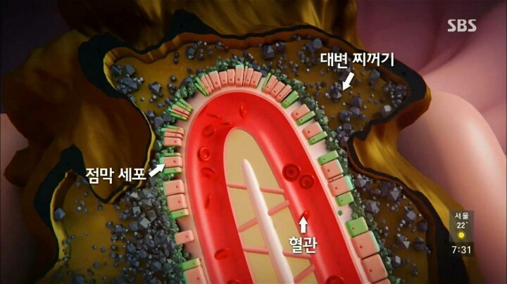 현대인이 꼭 챙겨야할 장 건강. jpg | 인스티즈