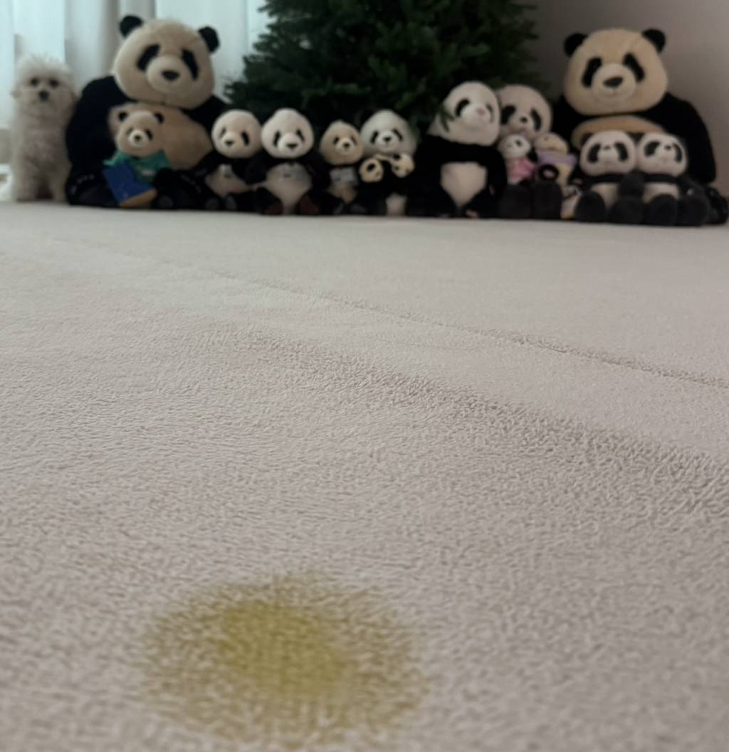 우리집 강아지 오줌 싸고 인형인척 함 | 인스티즈