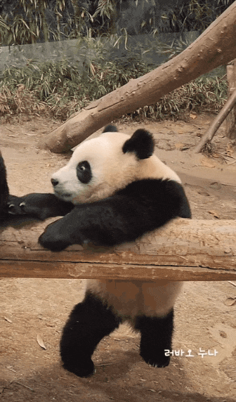 겁 상실한 루이바오🐼의 최후.gif | 인스티즈